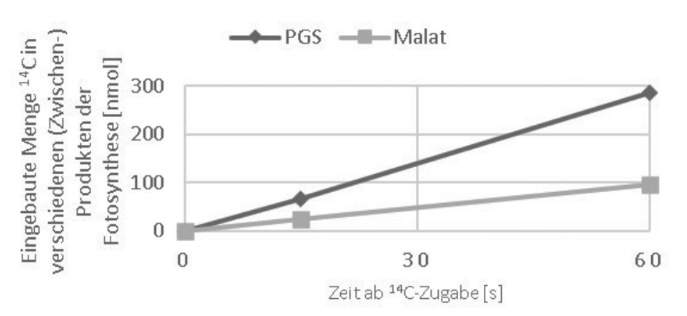 Diagramm zur Einbaurate von ¹⁴C in PGS und Malat während der Fotosynthese.